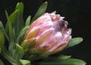 Protea Frosted Fire